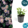 Dekorativ buske - Vild asters - Aster ageratioides 'Asran' - 9 cm kruka - Set med 12 växter Trädgårdsväxter