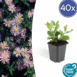 Outlet Dekorativ buske - Vildaster - Aster ageratioides 'Asran' - 9 cm kruka - Set med 40 plantor Buskar