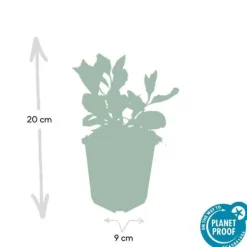 Outlet Dekorativ buske - Vildaster - Aster ageratioides 'Asran' - 9 cm kruka - Set med 40 plantor Buskar