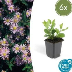 Outlet Dekorativ buske - Vildaster - Aster ageratioides 'Asran' - 9cm kruka - Set med 6 växter Blommor