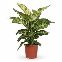 Clearance Dieffenbachia Krukväxt Ø17 cm, Höjd ca 50 cm Krukväxter Inomhus