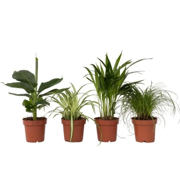 Discount Djurvänliga växter - Set om 4 - Pet Friendy Mix - Höjd 25-40cm - ⌀12cm Krukväxter Inomhus