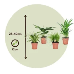 Discount Djurvänliga växter - Set om 4 - Pet Friendy Mix - Höjd 25-40cm - ⌀12cm Krukväxter Inomhus
