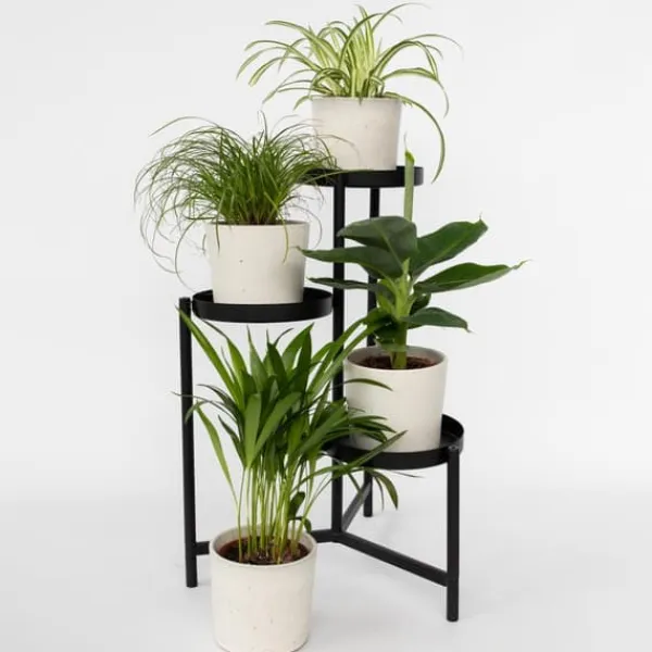 Discount Djurvänliga växter - Set om 4 - Pet Friendy Mix - Höjd 25-40cm - ⌀12cm Krukväxter Inomhus