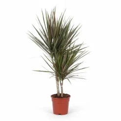 Hot Dracaena Bicolor Krukväxt Ø17 cm, Höjd ca 75 cm Krukväxter Inomhus