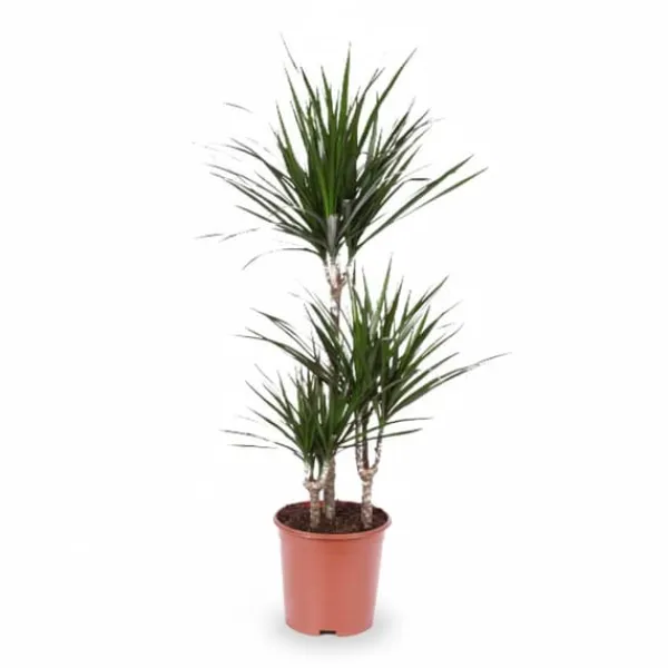 Dracaena Marginata 115 cm - Krukväxt Ø21 cm