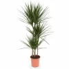 Dracaena Marginata Krukväxt Ø21 cm Höjd ca 120 cm