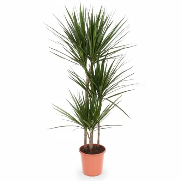 Dracaena Marginata Krukväxt Ø21 cm Höjd ca 120 cm