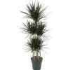 Dracaena marginata "Magenta" - Karussell - höjd ungefär 150cm