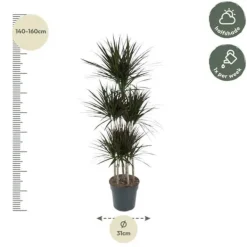 Dracaena marginata "Magenta" - Karussell - höjd ungefär 150cm