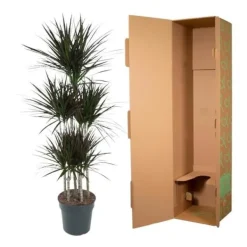 Dracaena marginata