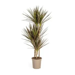 Hot Dracaena Marginata Magenta Kruka 21cm - Höjd 110-130cm Krukväxter Inomhus