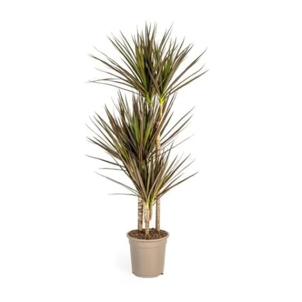 Hot Dracaena Marginata Magenta Kruka 21cm - Höjd 110-130cm Krukväxter Inomhus