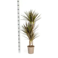 Hot Dracaena Marginata Magenta Kruka 21cm - Höjd 110-130cm Krukväxter Inomhus
