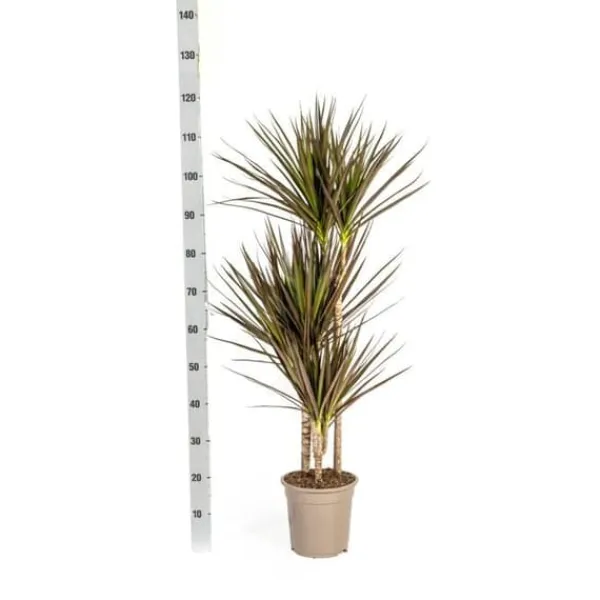 Hot Dracaena Marginata Magenta Kruka 21cm - Höjd 110-130cm Krukväxter Inomhus