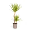 Dracaena marginata "Sunray" - Solstråle - höjd 80-100cm Krukväxter Inomhus