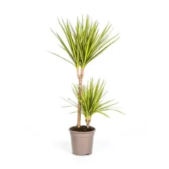 Dracaena marginata "Sunray" - Solstråle - höjd 80-100cm Krukväxter Inomhus