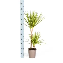Dracaena marginata "Sunray" - Solstråle - höjd 80-100cm Krukväxter Inomhus