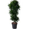 Dracena - Dracaena compacta - Karusell - höjd cirka 140 cm - 5 stammar