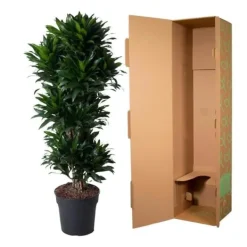 Dracena - Dracaena compacta - Karusell - höjd cirka 140 cm - 5 stammar