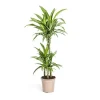 Online Dracena - Dracaena deremensis White Stripe - 90-110cm hög Krukväxter Inomhus