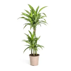 Online Dracena - Dracaena deremensis White Stripe - 90-110cm hög Krukväxter Inomhus