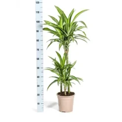 Online Dracena - Dracaena deremensis White Stripe - 90-110cm hög Krukväxter Inomhus