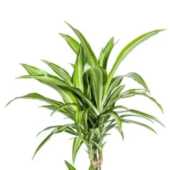Online Dracena - Dracaena deremensis White Stripe - 90-110cm hög Krukväxter Inomhus