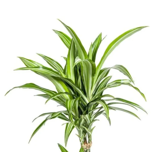 Online Dracena - Dracaena deremensis White Stripe - 90-110cm hög Krukväxter Inomhus