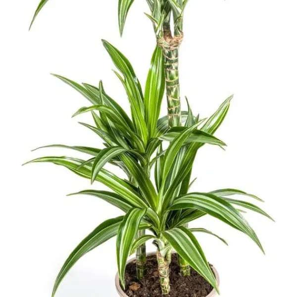 Online Dracena - Dracaena deremensis White Stripe - 90-110cm hög Krukväxter Inomhus
