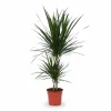 Dracena Marginata Krukväxt Ø17 cm, Höjd ca 75 cm