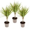 drakensåg bicolore - Dracaena marginata Bicolor - set med 3 växter