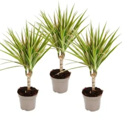 drakensåg bicolore - Dracaena marginata Bicolor - set med 3 växter