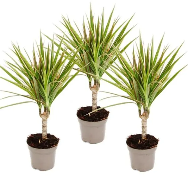 drakensåg bicolore - Dracaena marginata Bicolor - set med 3 växter