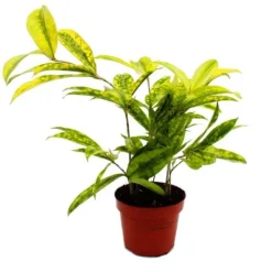Discount Drakträd - Dracaena surculosa Mike - 12cm - grön med gula fläckar Krukväxter Inomhus