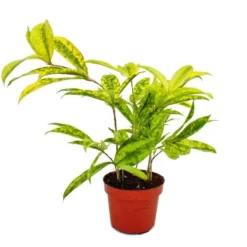 Discount Drakträd - Dracaena surculosa Mike - 12cm - grön med gula fläckar Krukväxter Inomhus