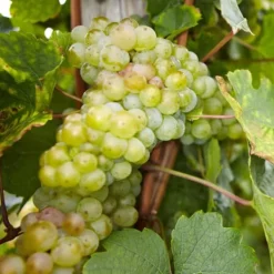 Discount Druvväxt - Set om 3 - Vitis vinifera - Höjd 25-40cm - ⌀9cm Trädgårdsväxter