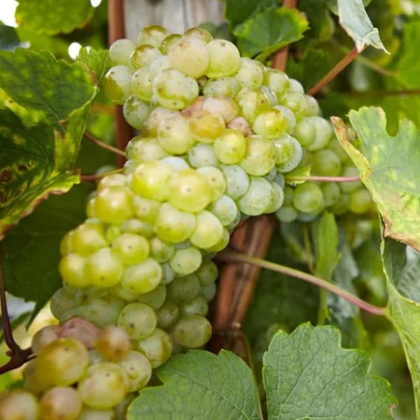 Discount Druvväxt - Set om 3 - Vitis vinifera - Höjd 25-40cm - ⌀9cm Trädgårdsväxter