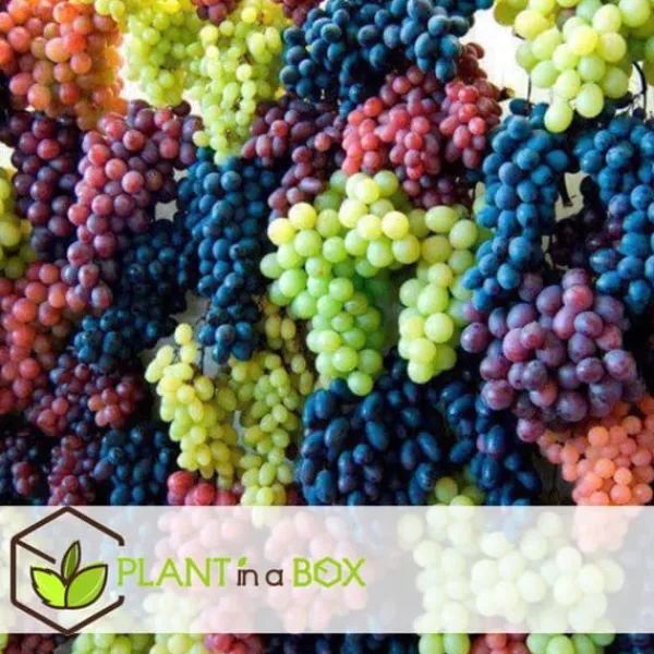Discount Druvväxt - Set om 3 - Vitis vinifera - Höjd 25-40cm - ⌀9cm Trädgårdsväxter