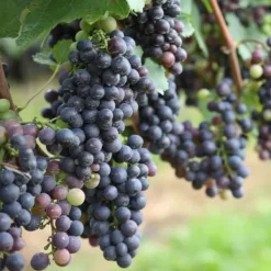 Clearance Druvväxt - Set om 24 - Vitis vinifera - Höjd 25-40cm - ⌀9cm Trädgårdsväxter