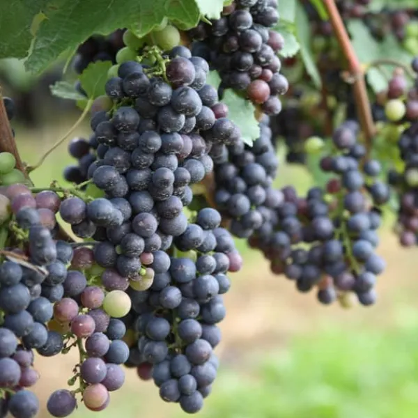 Clearance Druvväxt - Set om 24 - Vitis vinifera - Höjd 25-40cm - ⌀9cm Trädgårdsväxter
