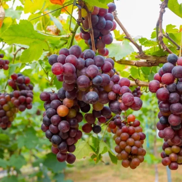 Clearance Druvväxt - Set om 24 - Vitis vinifera - Höjd 25-40cm - ⌀9cm Trädgårdsväxter