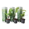 Outlet Druvväxt - Set om 3 - Vitis vinifera 'Chardonnay' - Höjd 25-40cm - ⌀9cm Trädgårdsväxter