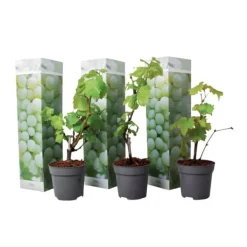 Outlet Druvväxt - Set om 3 - Vitis vinifera 'Chardonnay' - Höjd 25-40cm - ⌀9cm Trädgårdsväxter