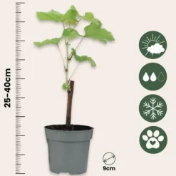 Outlet Druvväxt - Set om 3 - Vitis vinifera 'Chardonnay' - Höjd 25-40cm - ⌀9cm Trädgårdsväxter
