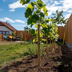 Outlet Druvväxt - Set om 3 - Vitis vinifera 'Chardonnay' - Höjd 25-40cm - ⌀9cm Trädgårdsväxter
