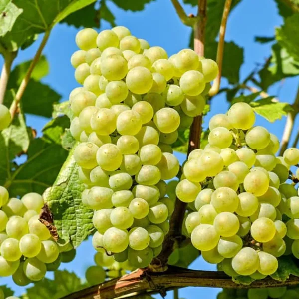 Outlet Druvväxt - Set om 3 - Vitis vinifera 'Chardonnay' - Höjd 25-40cm - ⌀9cm Trädgårdsväxter