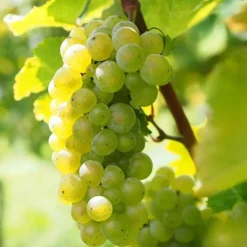 Outlet Druvväxt - Set om 3 - Vitis vinifera 'Chardonnay' - Höjd 25-40cm - ⌀9cm Trädgårdsväxter