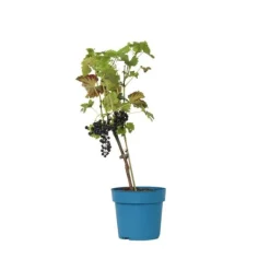 Hot Druvväxt - Vitis vinifera ‘Nero’ - Höjd 60-75cm - ⌀21cm Trädgårdsväxter