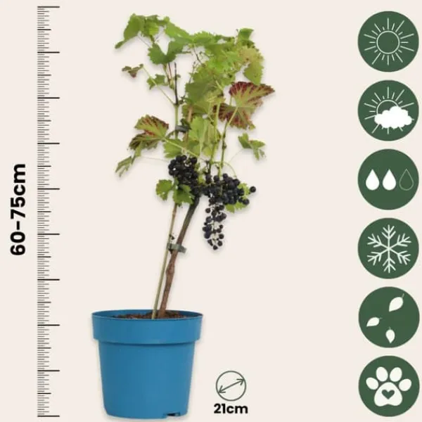 Hot Druvväxt - Vitis vinifera ‘Nero’ - Höjd 60-75cm - ⌀21cm Trädgårdsväxter